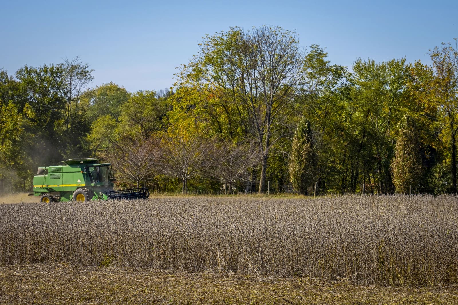 A green combine harvester works in a field of soybeans under a clear sky.