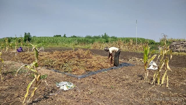 A farmer in rural Maharashtra, India, harvests soybeans from a field.