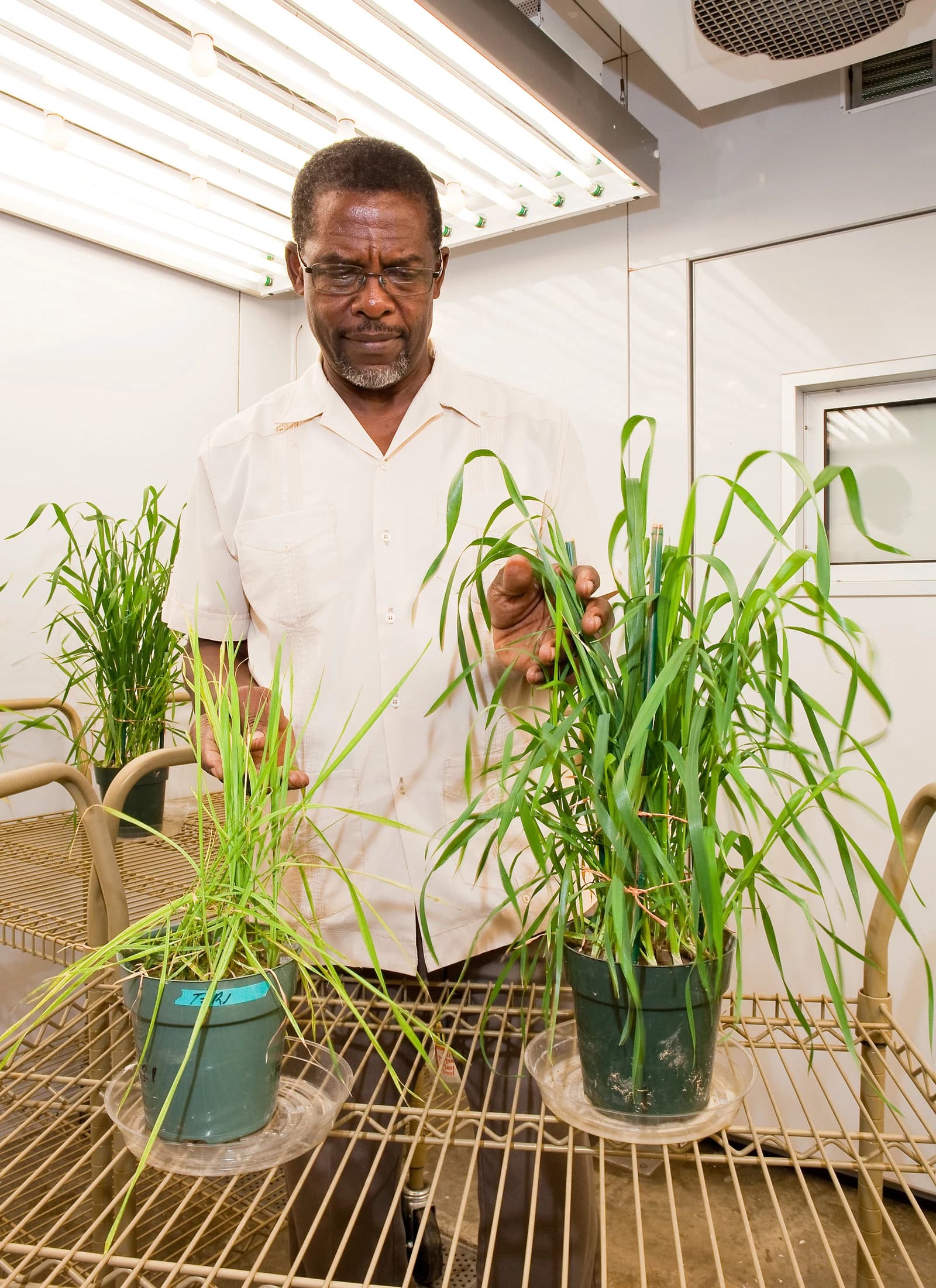 Agricultural scientist compares two pots of wheat plants in an indoor grow facility.