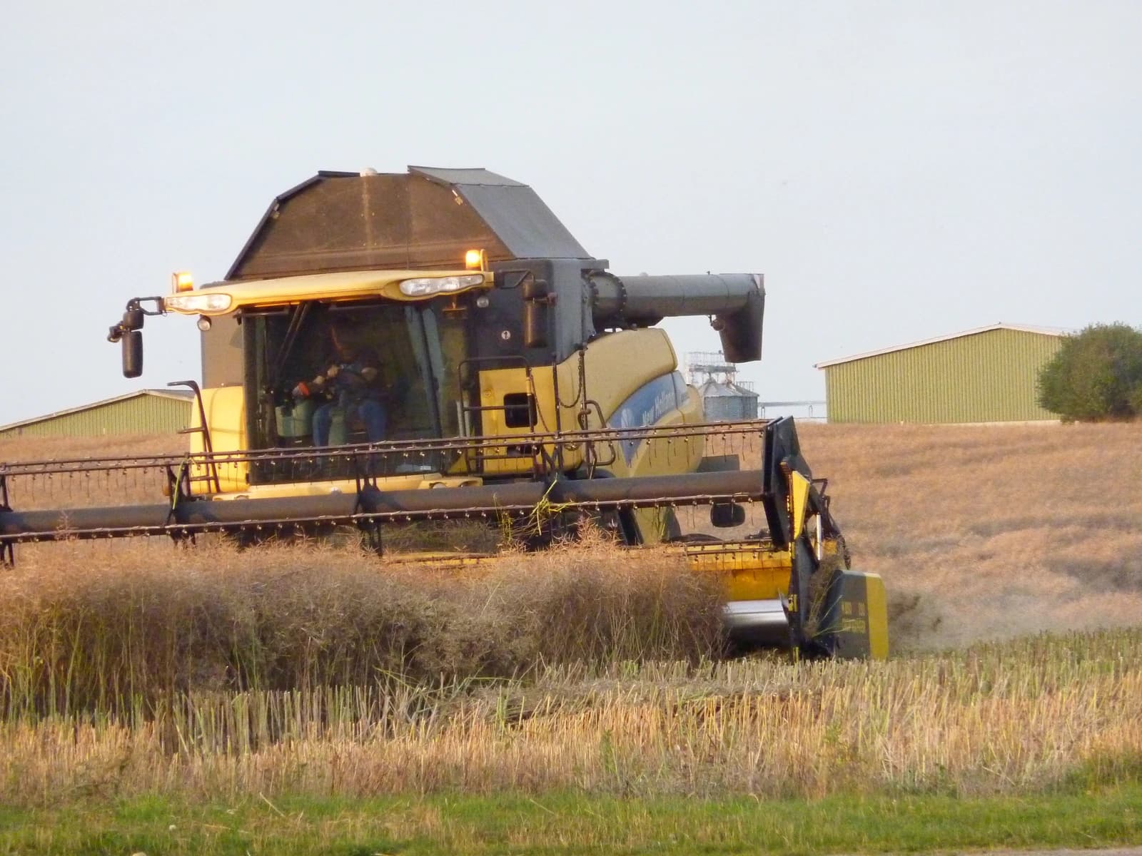 Combine harvester operated by a person, working in a field of rapeseed.