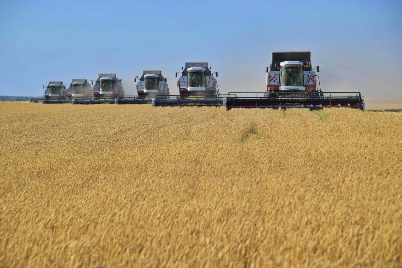 Combine harvesters operating in a golden wheat field under a blue sky.