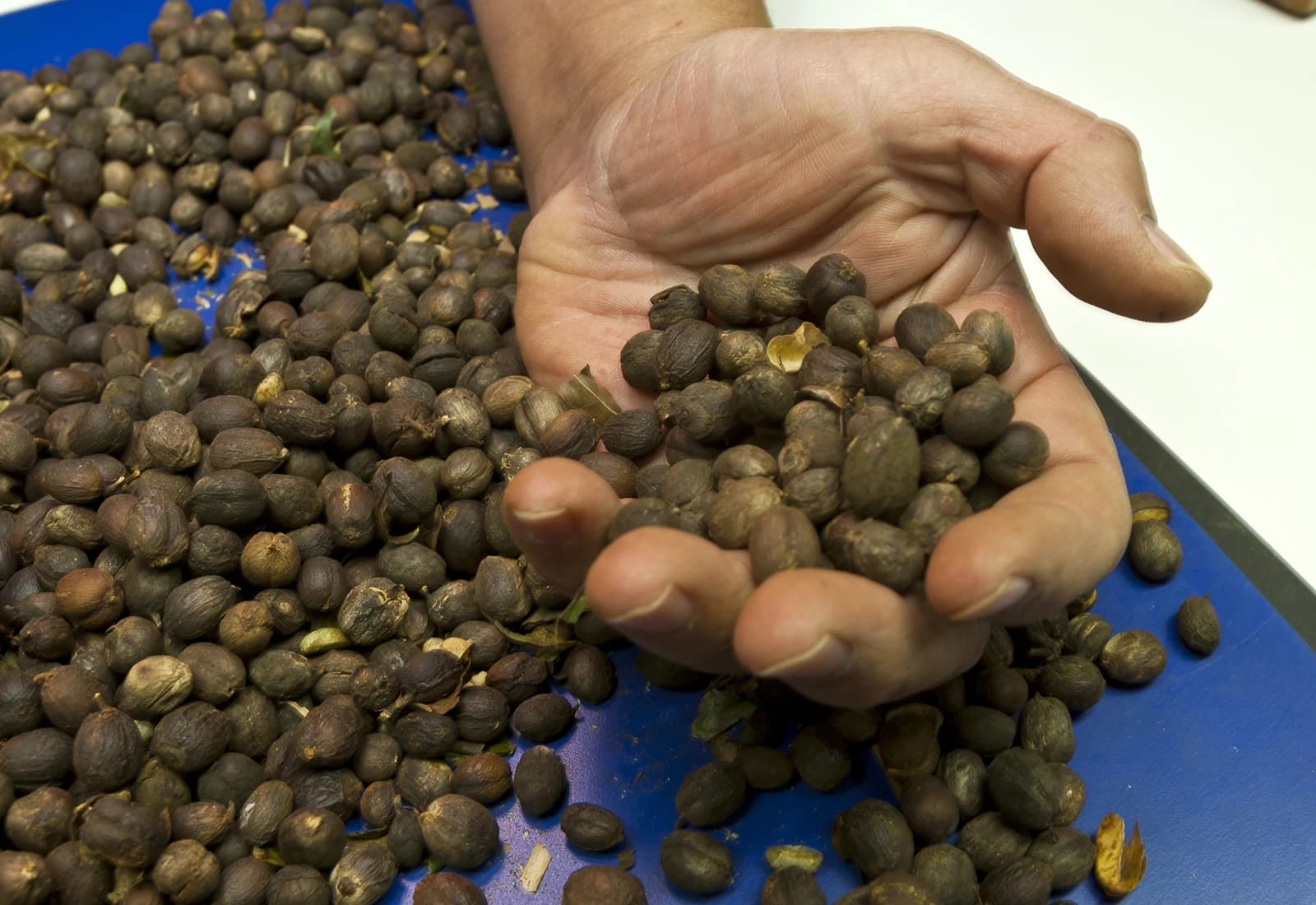 A person's hand holding a handful of dried coffee beans over a pile of similar beans.