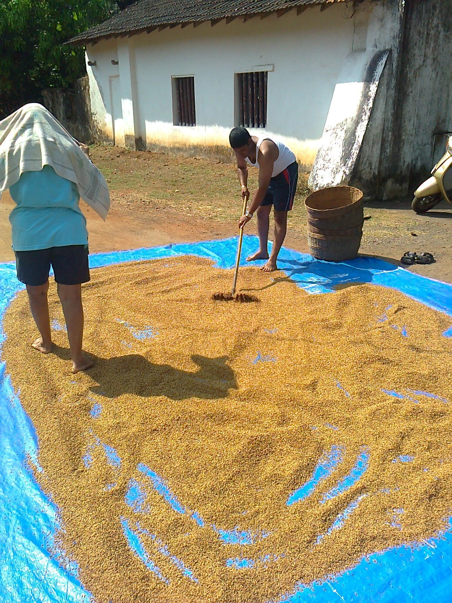 People drying boiled rice on a blue tarp before husking them at a mill.