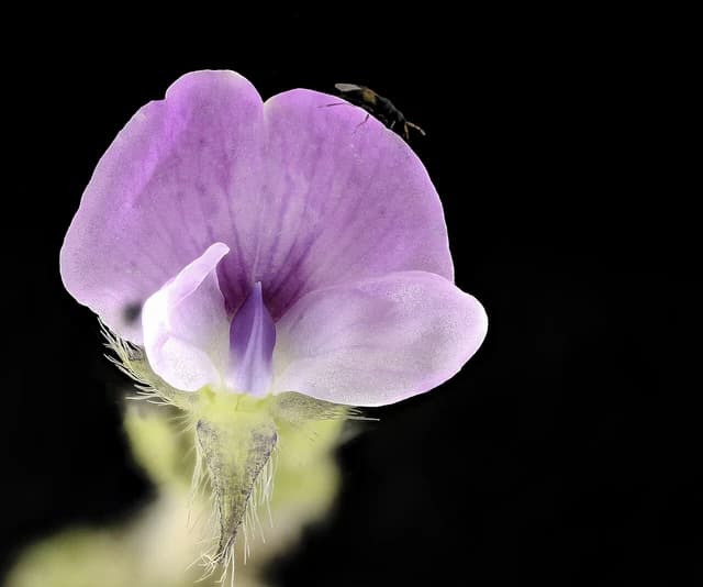 Close-up of a purple soybean flower with a tiny insect resting on one of its petals.