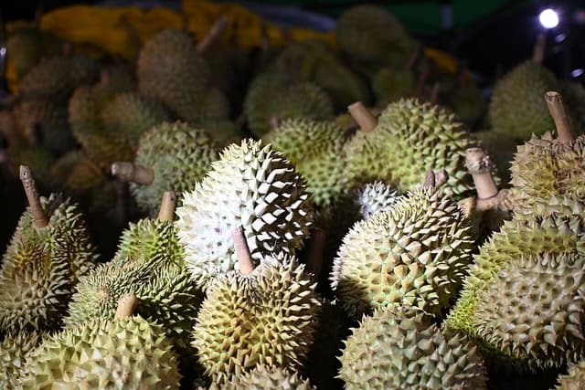 Many green durian fruits stacked together, illuminated by artificial light.