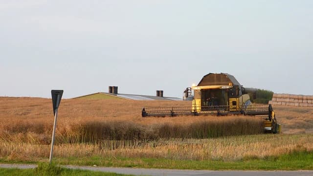 Combine harvester cutting through a field of golden rapeseed under a clear sky.